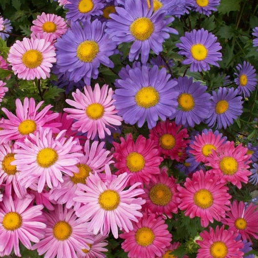 ASTER ÇİÇEĞİ TOHUMU